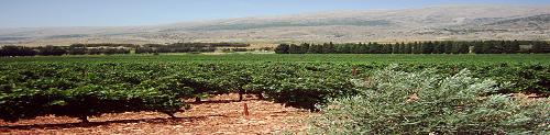 Wineries in Kefraya, Lebanon