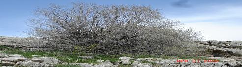 Prophet Moses and the Burning Bush
